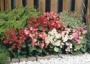 Seminte profesionale Begonia semperflorens - Ghetisoara - imagine 48961